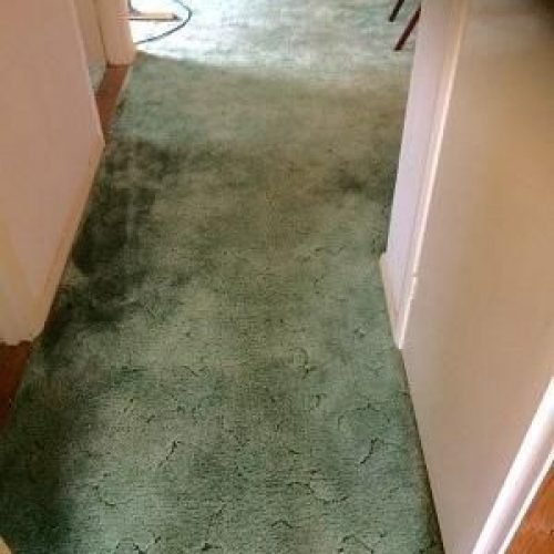 Carpet cleaners in Bexhill