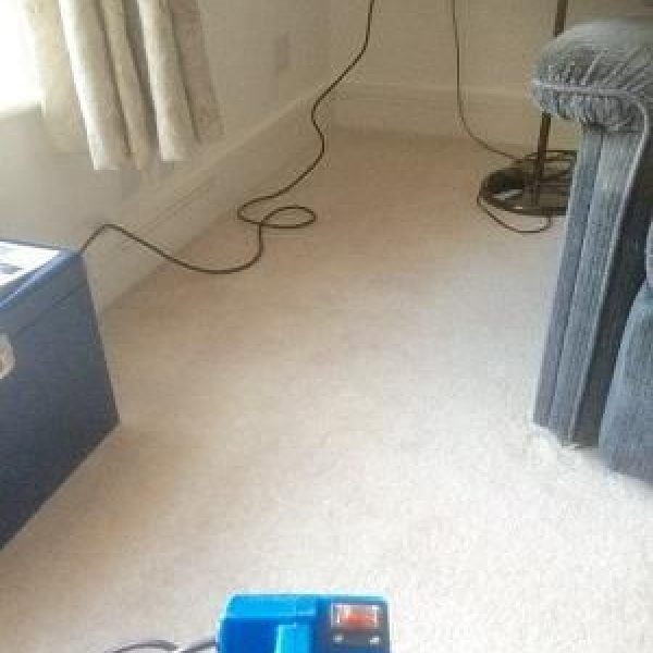 Local bexhill carpet cleaning service
